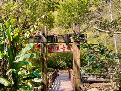 -雁南飞茶田景区