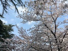 -武汉大学-樱园