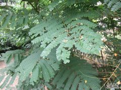 -广州神农草堂中医药博物馆