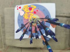 -道顺射箭·团建·骑射(张杨路店)