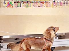 -帕帕拉兹宠物(亚洲旗舰店)