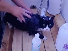 -喵百万·布偶·蓝金金渐层英短·猫舍(百子湾店)