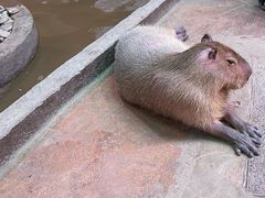 -正佳雨林生态植物园