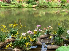 -深圳仙湖植物园