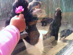 -东方熊牧场