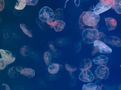 -多彩贵州城极地海洋世界