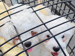 -博特宠物医院24h犬猫全科.骨科·异宠