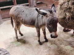 -清迈夜间动物园