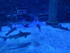 -芜湖新华联大白鲸海洋公园