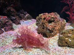 -暹罗海洋世界