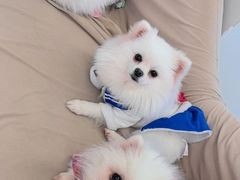 -怪兽屋·羊驼·猫咖·狗咖(俊华广场店)