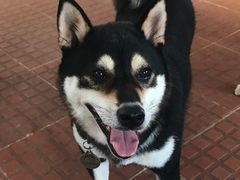 -柴犬高等学院·狗咖·柴犬售卖·宠物训练