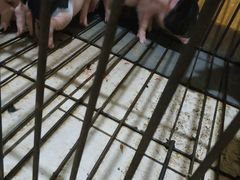 -黄记四更烤乳猪店