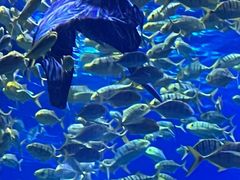 -上海海昌海洋公园