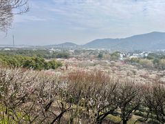-香雪海