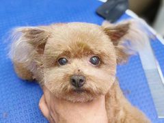 -PETKIT小佩宠物·低压洗护(国顺东路店)