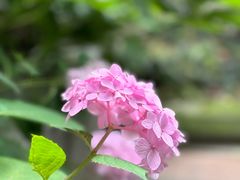 -大妙火锅·非物质文化遗产(东湖公园店)