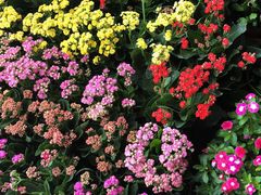 -九龙里集市(六安里店)