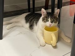 -天使宠物医院·犬猫分诊(彩虹店)