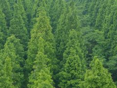 -黄海国家森林公园