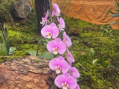 -国家植物园南园