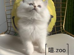 -喵zoo家庭繁育猫舍(尖东智能花园店)