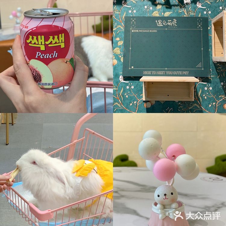 东莞探店|遇见萌宠