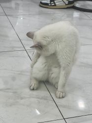 -镁连社·美联社