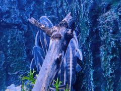 -上海海洋水族馆