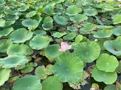 -天津东丽湖风景区