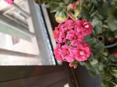 -白佛花鸟鱼虫批发市场小型宠物交易(东区)