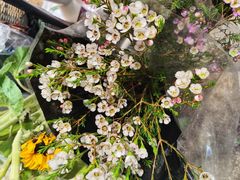 -双季花艺园艺市场(浦东店)