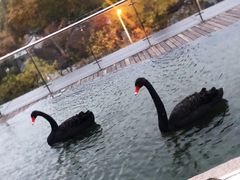 -行者书屋大堂吧 ·下午茶(南京圣和府邸酒店)