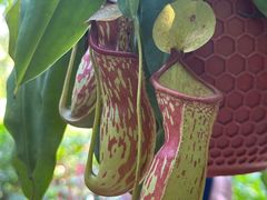 -中国科学院西双版纳热带植物园