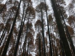 -山王坪喀斯特国家生态公园