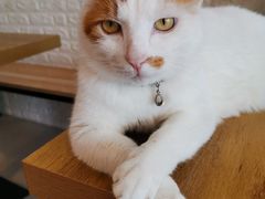 -平行世界·猫咖(首经贸店)