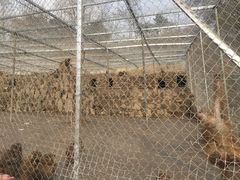 -王顺山国家森林公园