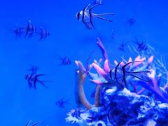 -上海海昌海洋公园