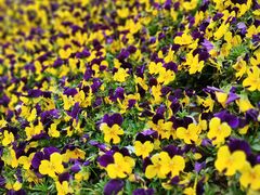 -西北湖绿化广场