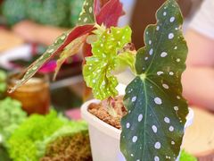 -PlantsEatery·植物食堂(REX春熙店)