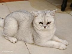 -猫小院猫主题餐厅(南锣旗舰店)