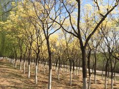 -永定河休闲森林公园