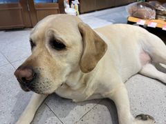 -FAELING PETS美天灵宠物(富力广场店)