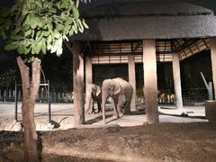 -清迈夜间动物园