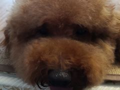 -优米宠物美容(体育场路店)