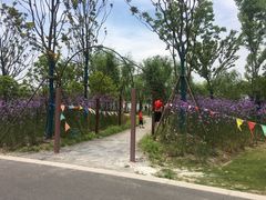 -上海长兴岛郊野公园