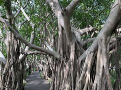 -万绿园