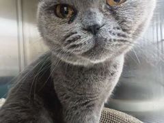 -宠福鑫康馨动物医院·骨科·眼科