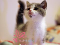 -Bastet sally猫舍购宠(静安店)