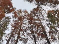 -上海滨江森林公园
